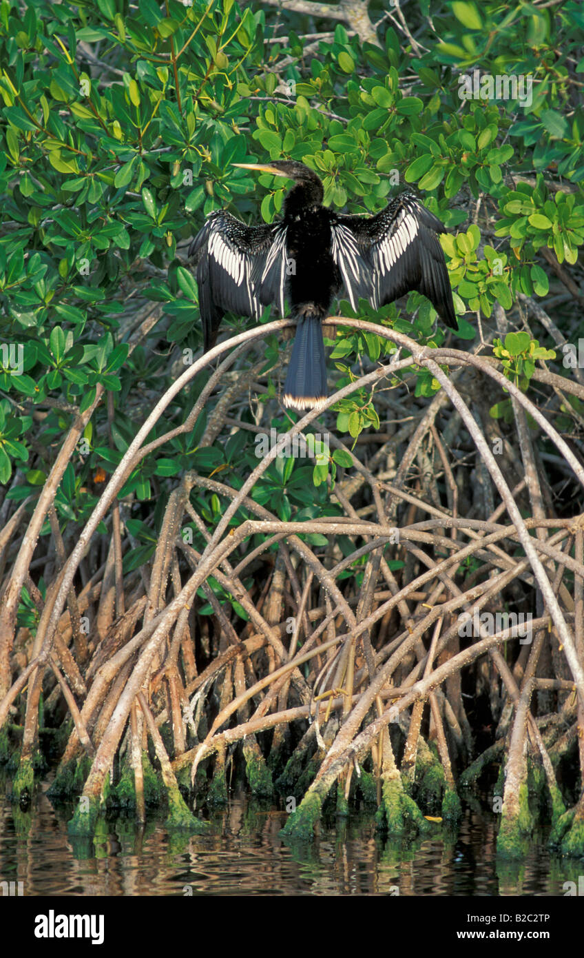 Anhinga, Snakebird, amerikanische Darter oder Wasser Türkei (Anhinga Anhinga), Everglades, Florida, USA Stockfoto