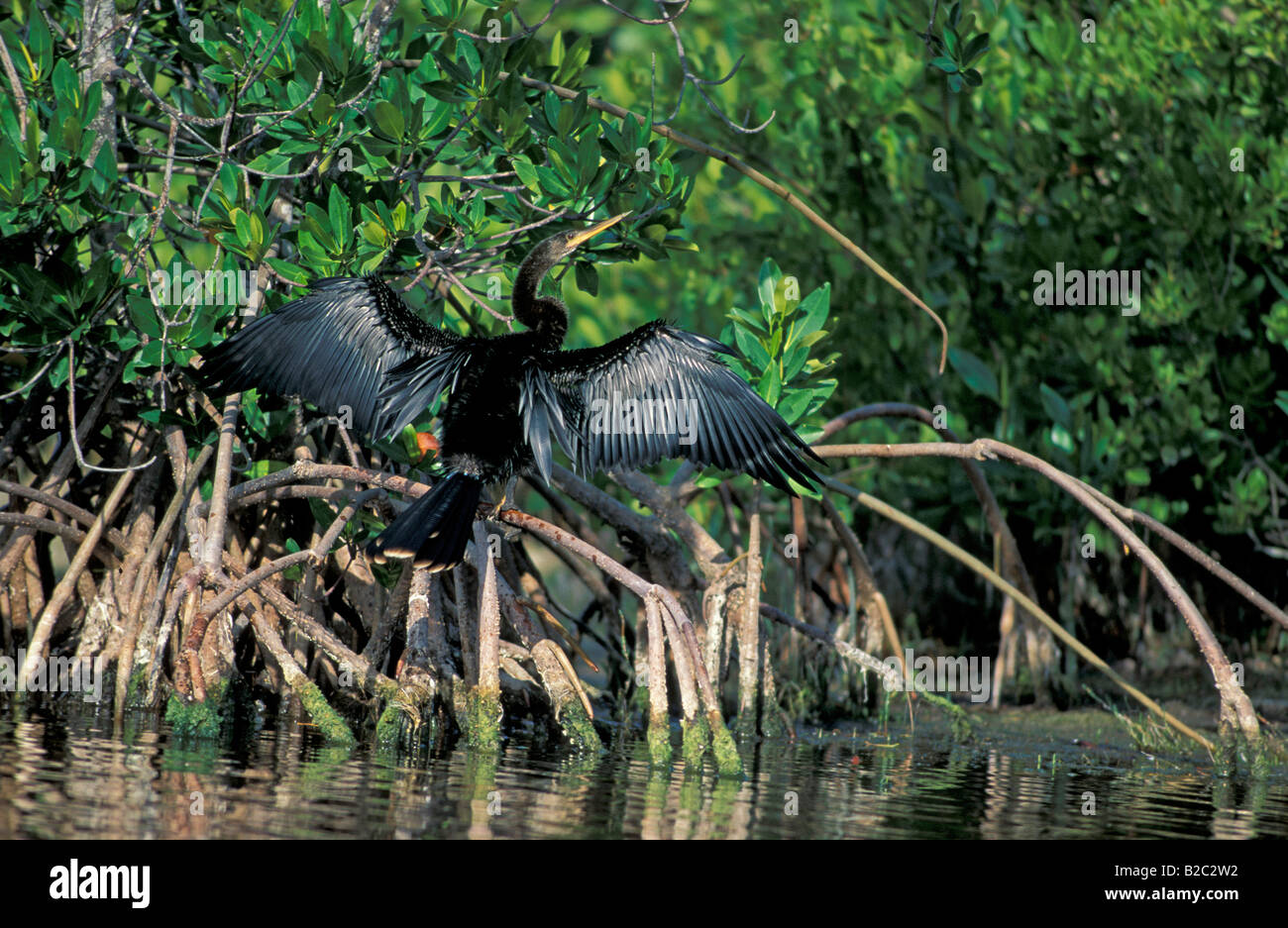 Anhinga, Snakebird, amerikanische Darter oder Wasser Türkei (Anhinga Anhinga), Everglades, Florida, USA Stockfoto