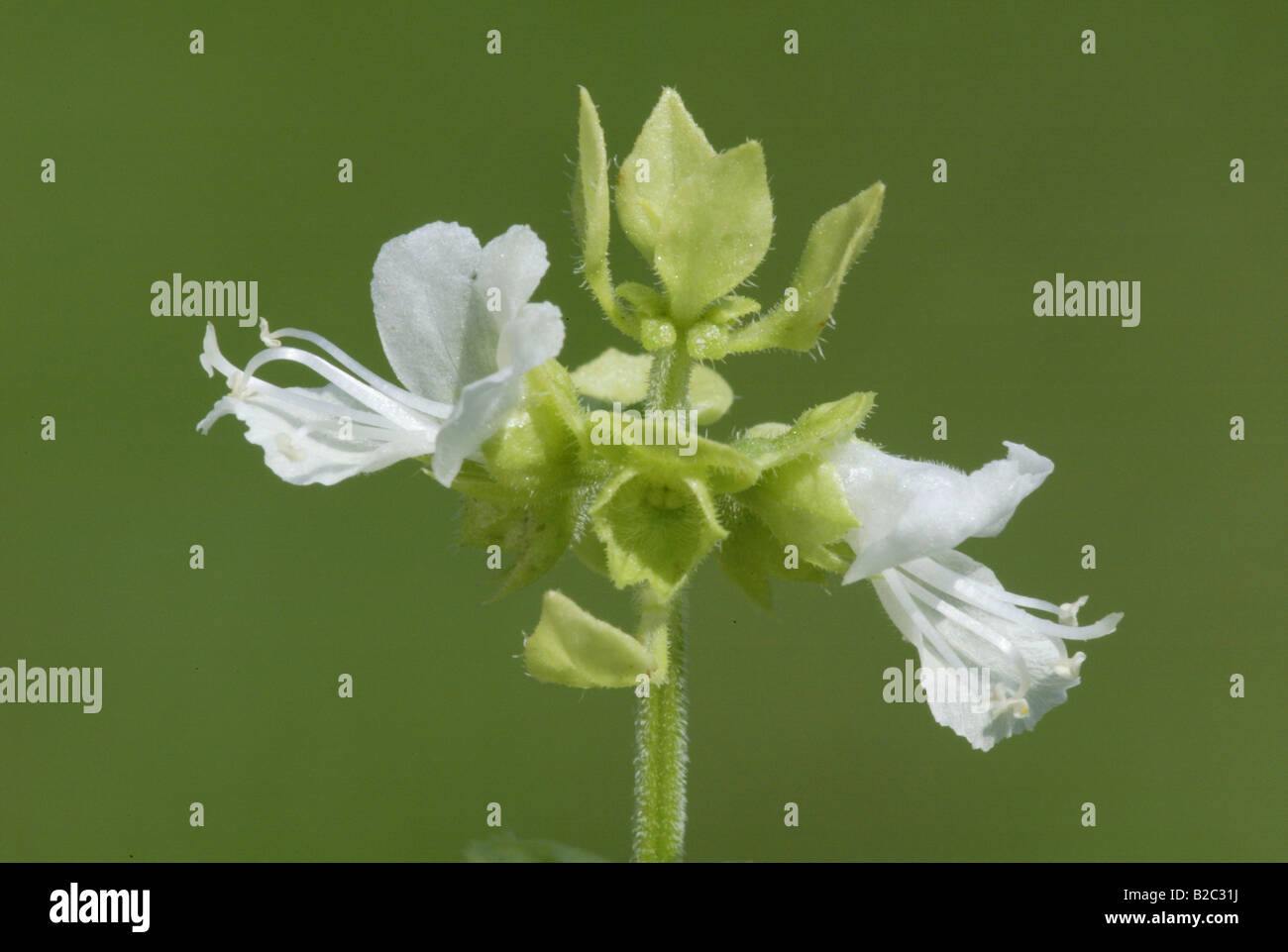Basilikum (Ocimum Basilicum), Blumen, Heddesheim, Baden-Württemberg, Deutschland, Europa Stockfoto