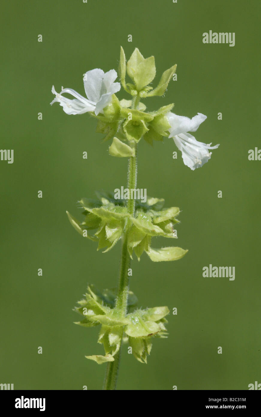 Basilikum (Ocimum Basilicum), Blumen, Heddesheim, Baden-Württemberg, Deutschland, Europa Stockfoto