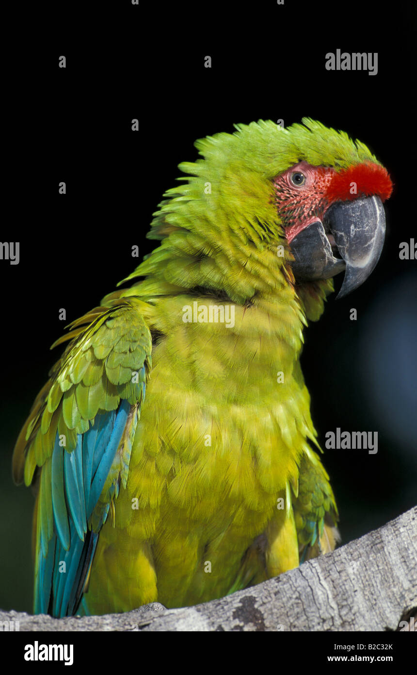 Große grüne Ara oder Buffons Aras (Ara Ambigua), Insel Roatan, Honduras, Mittelamerika Stockfoto Große grüne Ara oder Buffons Aras (Ara Ambigua), Insel Roatan, Honduras, Mittelamerika Stockfoto