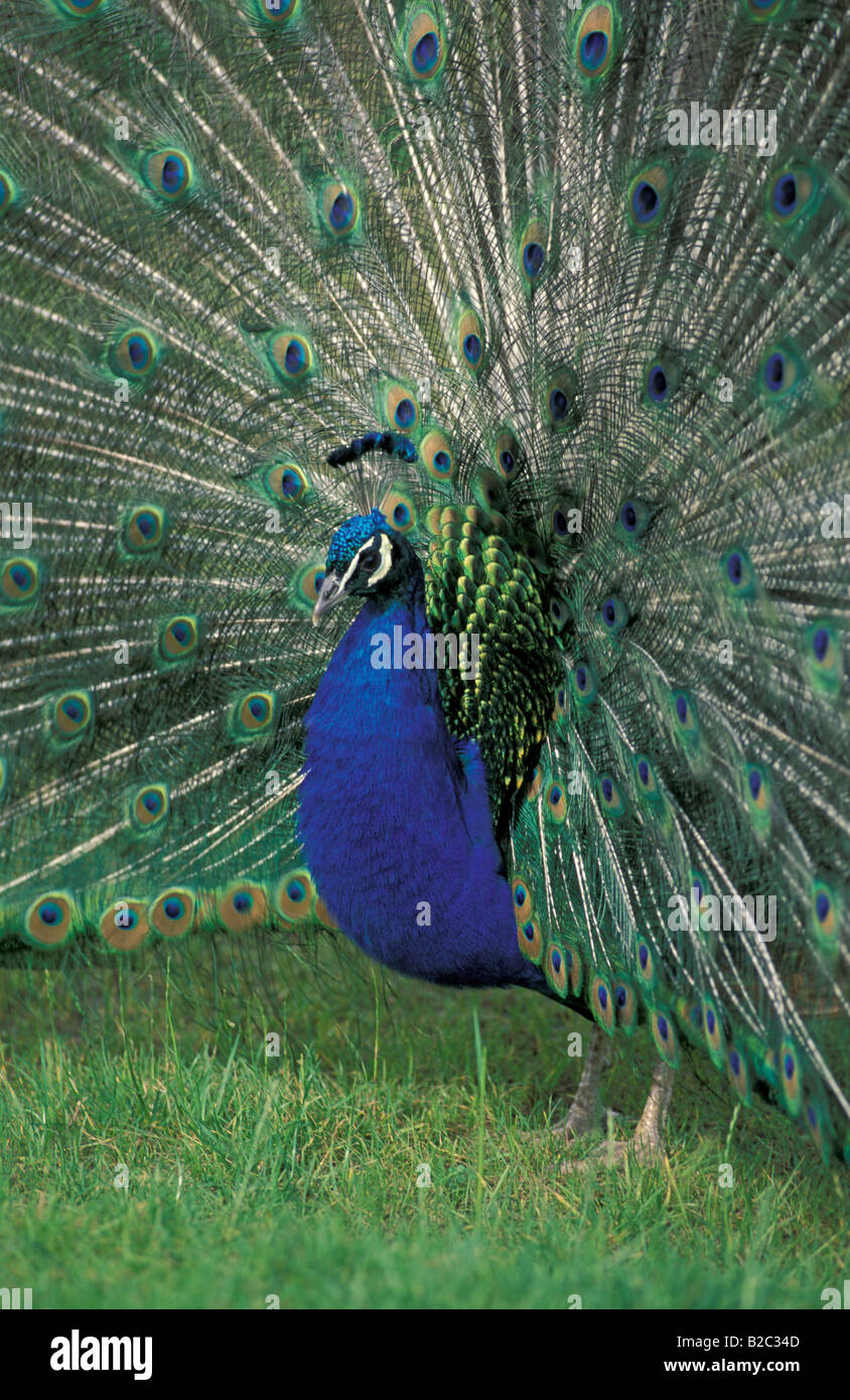 Indische oder gemeinsame Pfauen (Pavo Cristatus), Männchen oder Pfau Stockfoto