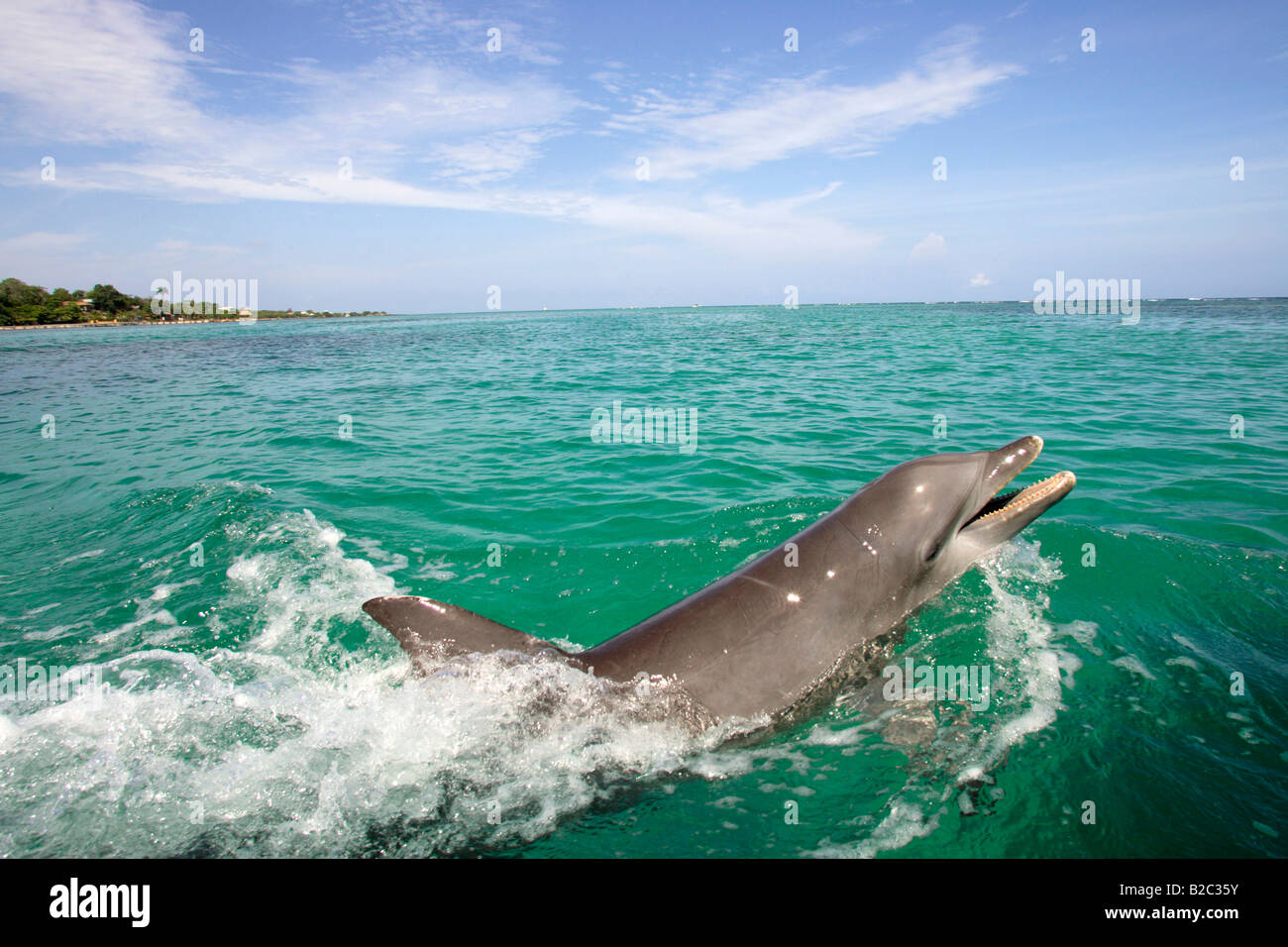 Gemeinsame große Tümmler, (Tursiops Truncatus), Erwachsene, springen aus dem Wasser, Roatan, Honduras, Mittelamerika, Karibik Stockfoto Gemeinsame große Tümmler, (Tursiops Truncatus), Erwachsene, springen aus dem Wasser, Roatan, Honduras, Mittelamerika, Karibik Stockfoto