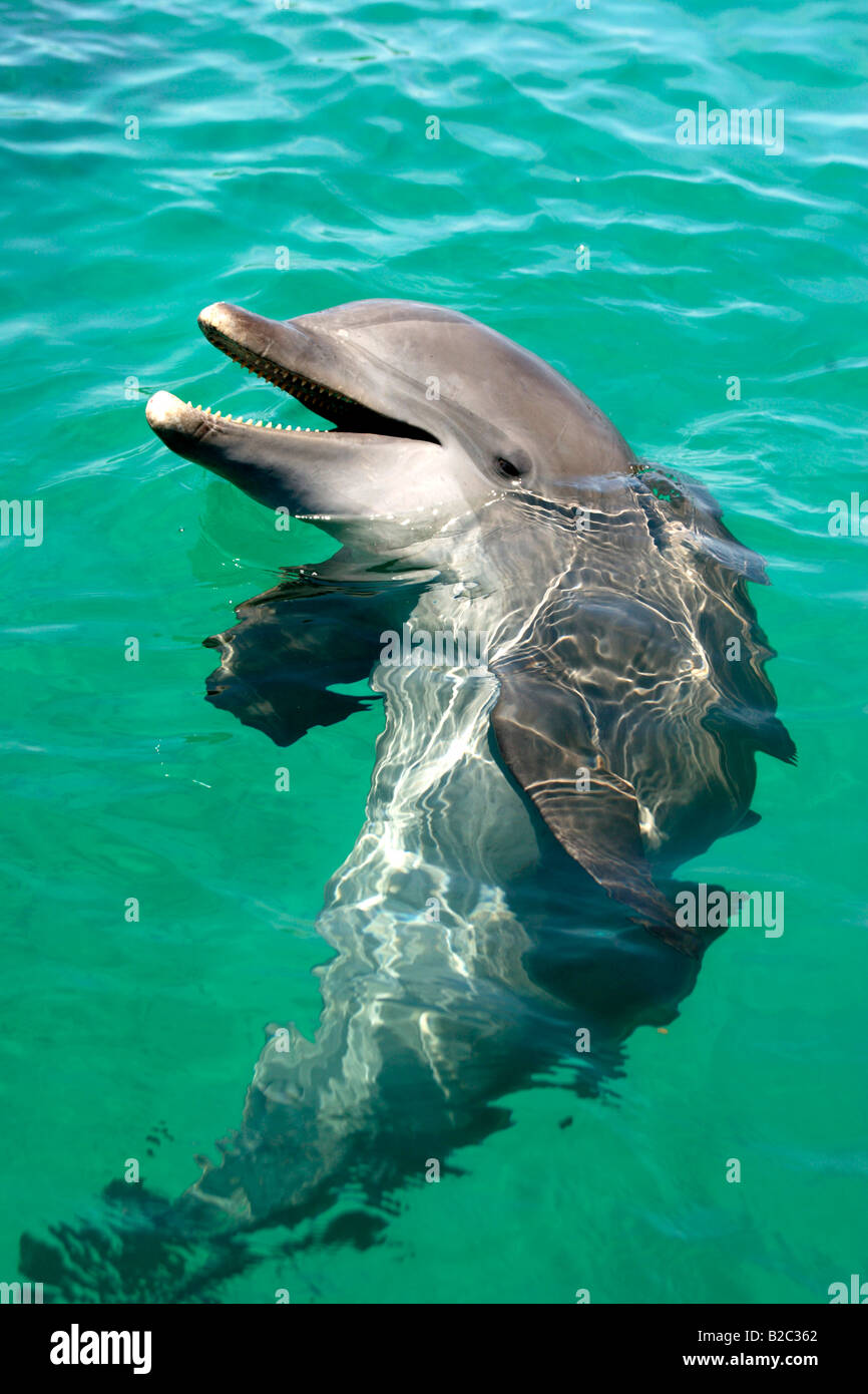 Gemeinsame große Tümmler (Tursiops Truncatus), Porträt, Roatan, Honduras, Mittelamerika, Karibik Stockfoto Gemeinsame große Tümmler (Tursiops Truncatus), Porträt, Roatan, Honduras, Mittelamerika, Karibik Stockfoto