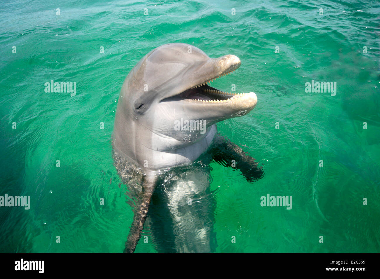 Gemeinsame große Tümmler (Tursiops Truncatus), Porträt, Roatan, Honduras, Mittelamerika, Karibik Stockfoto Gemeinsame große Tümmler (Tursiops Truncatus), Porträt, Roatan, Honduras, Mittelamerika, Karibik Stockfoto
