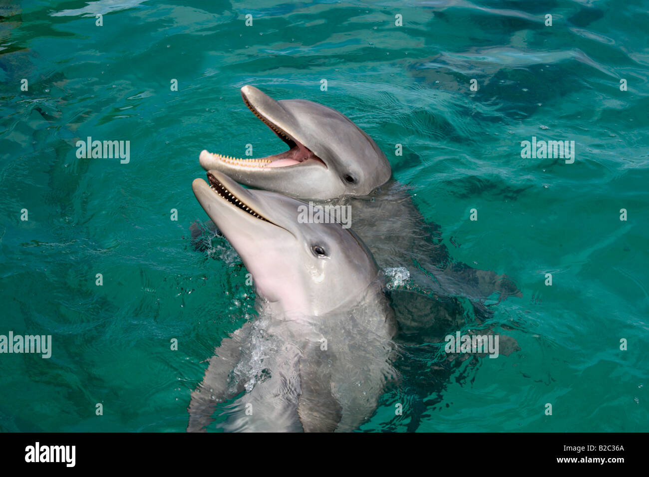 Gemeinsame große Tümmler (Tursiops Truncatus), Porträt, Roatan, Honduras, Mittelamerika, Karibik Stockfoto Gemeinsame große Tümmler (Tursiops Truncatus), Porträt, Roatan, Honduras, Mittelamerika, Karibik Stockfoto