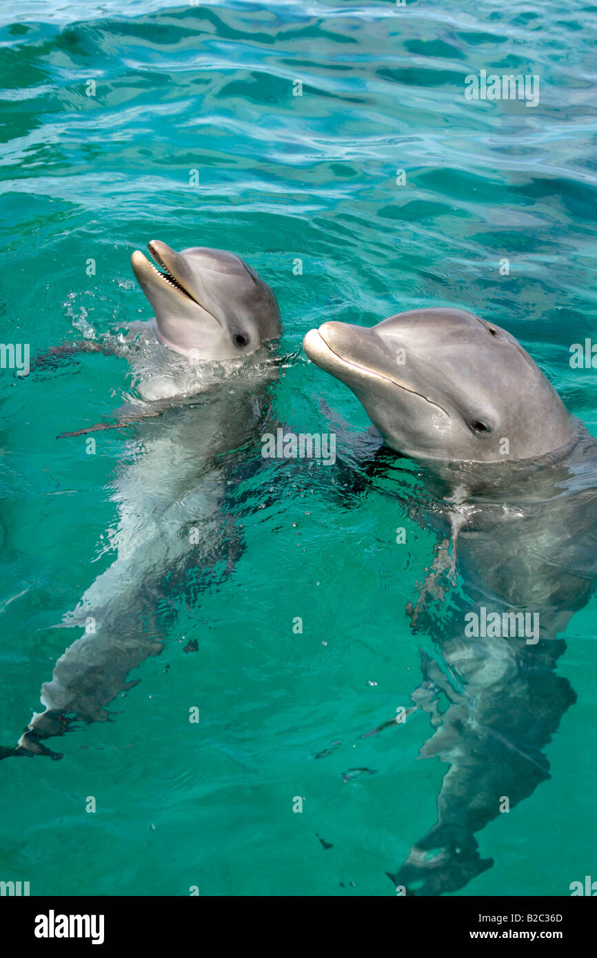 Gemeinsamen Tümmler (Tursiops Truncatus), Erwachsene mit jungen, Roatan, Honduras, Mittelamerika, Karibik Stockfoto Gemeinsamen Tümmler (Tursiops Truncatus), Erwachsene mit jungen, Roatan, Honduras, Mittelamerika, Karibik Stockfoto
