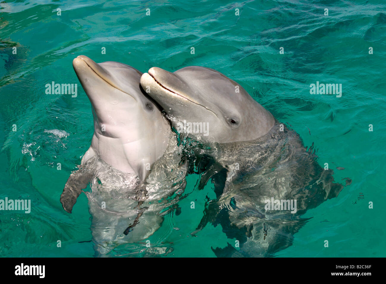 Gemeinsamen Tümmler (Tursiops Truncatus), Erwachsene mit jungen, Roatan, Honduras, Mittelamerika, Karibik Stockfoto Gemeinsamen Tümmler (Tursiops Truncatus), Erwachsene mit jungen, Roatan, Honduras, Mittelamerika, Karibik Stockfoto