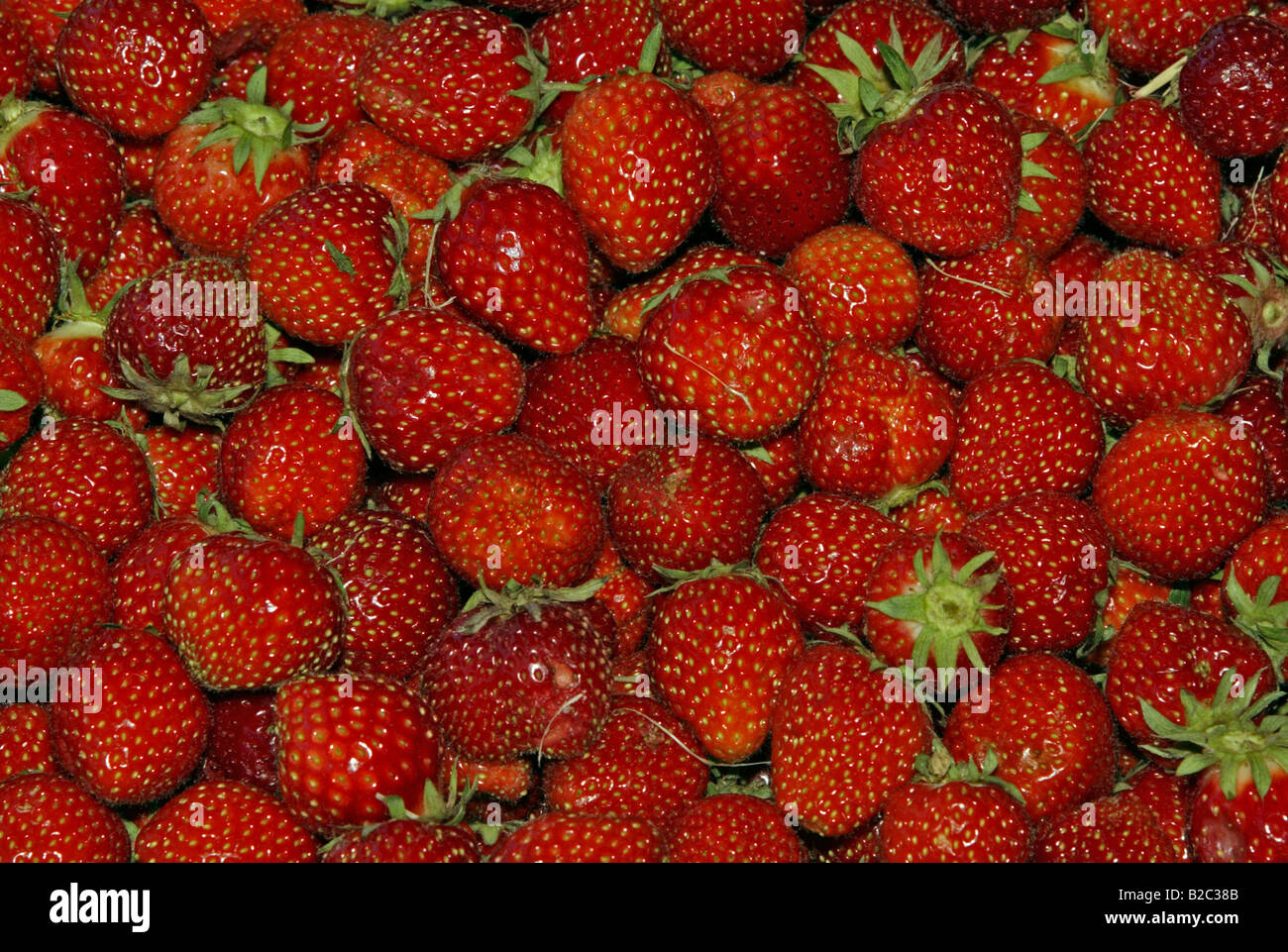 Garten-Erdbeeren (Fragaria × Ananassa) Stockfoto