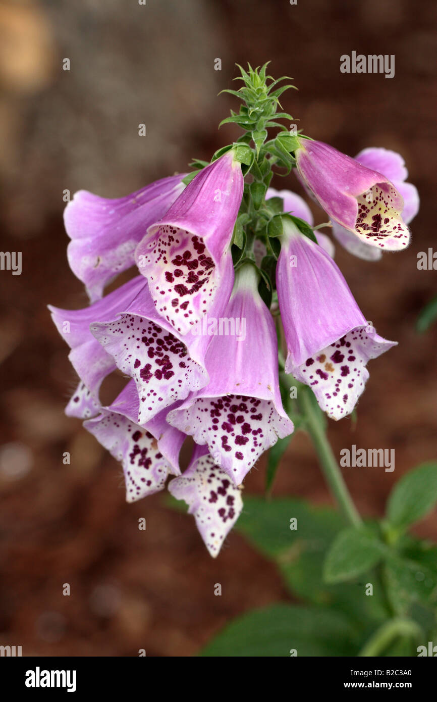 Gemeinsamen Fingerhut, lila Fingerhut oder Damenhandschuh (Digitalis Purpurea), Blumen, Deutschland, Europa Stockfoto
