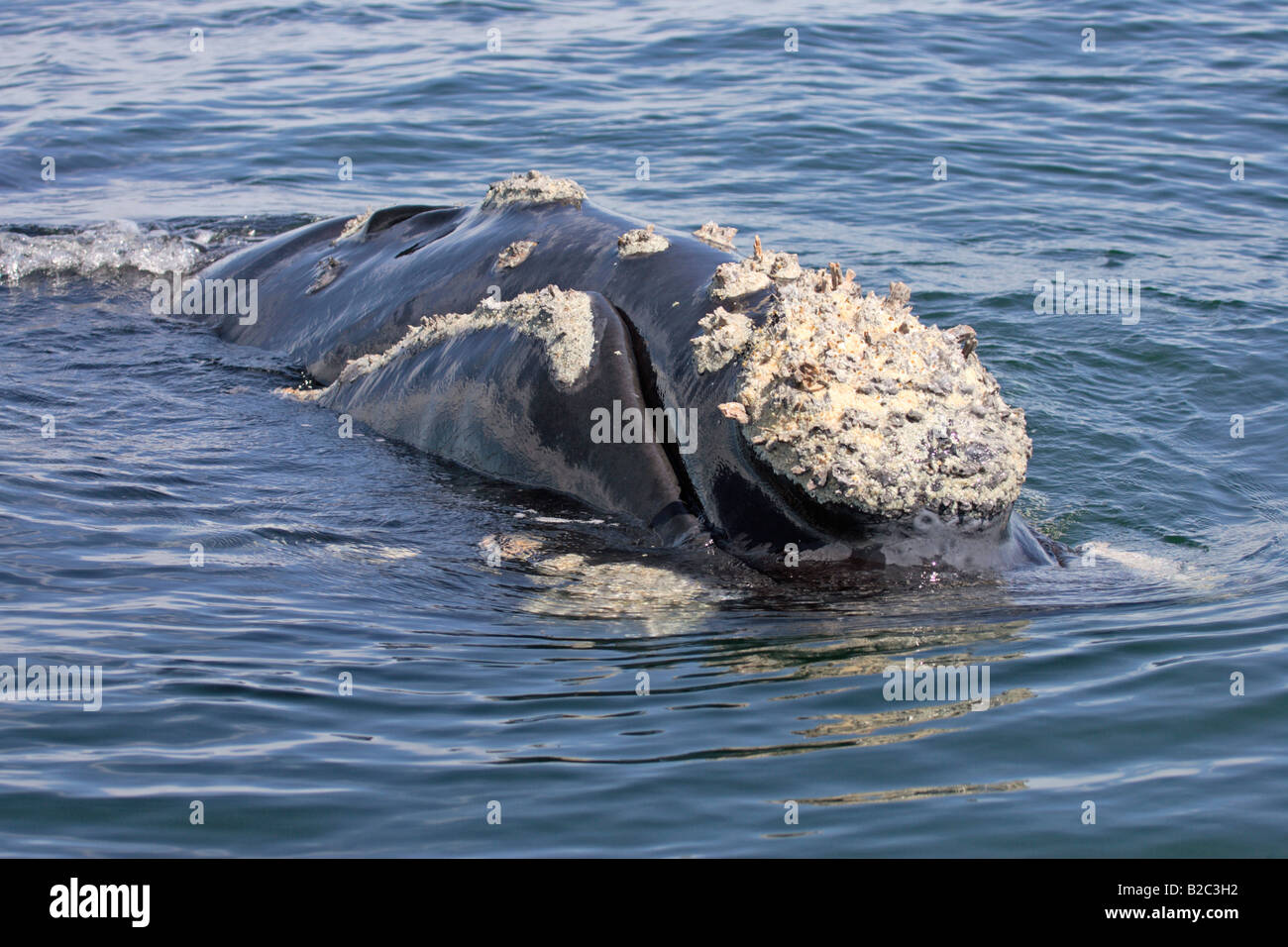 Southern Right Whale (Balaena Cyclopoida) Erwachsene, Schwimmen, Kopf, Hermanus, Südafrika, Afrika Stockfoto
