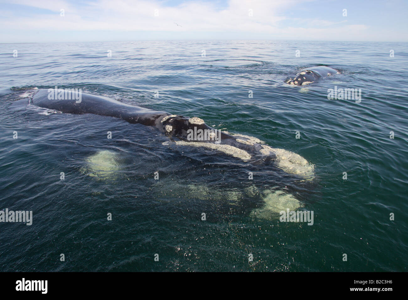 Southern Right Whale (Balaena Cyclopoida) Erwachsene, Schwimmen, Kopf, Hermanus, Südafrika, Afrika Stockfoto