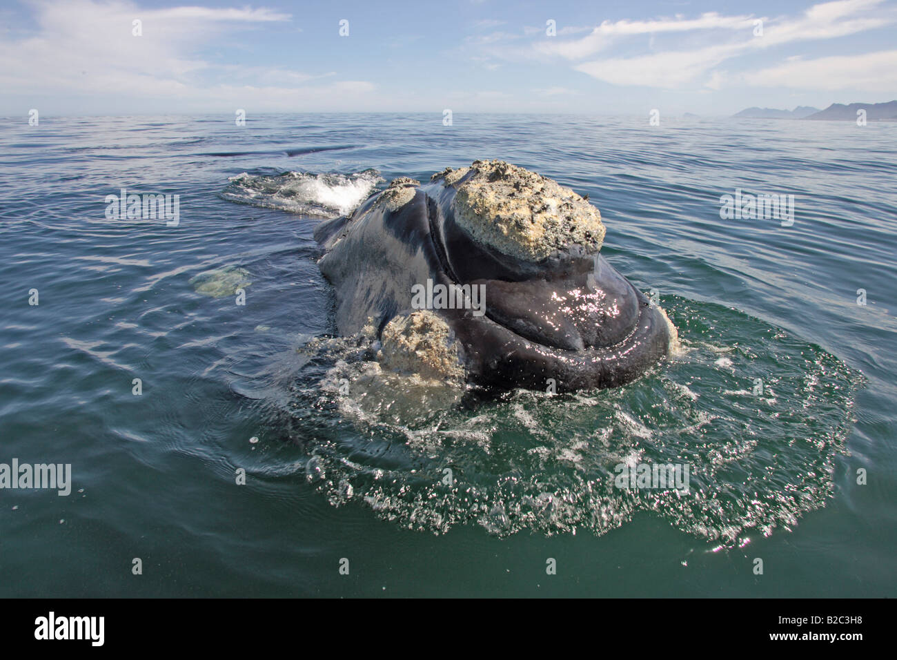 Southern Right Whale (Balaena Cyclopoida) Erwachsene, Schwimmen, Kopf, Hermanus, Südafrika, Afrika Stockfoto