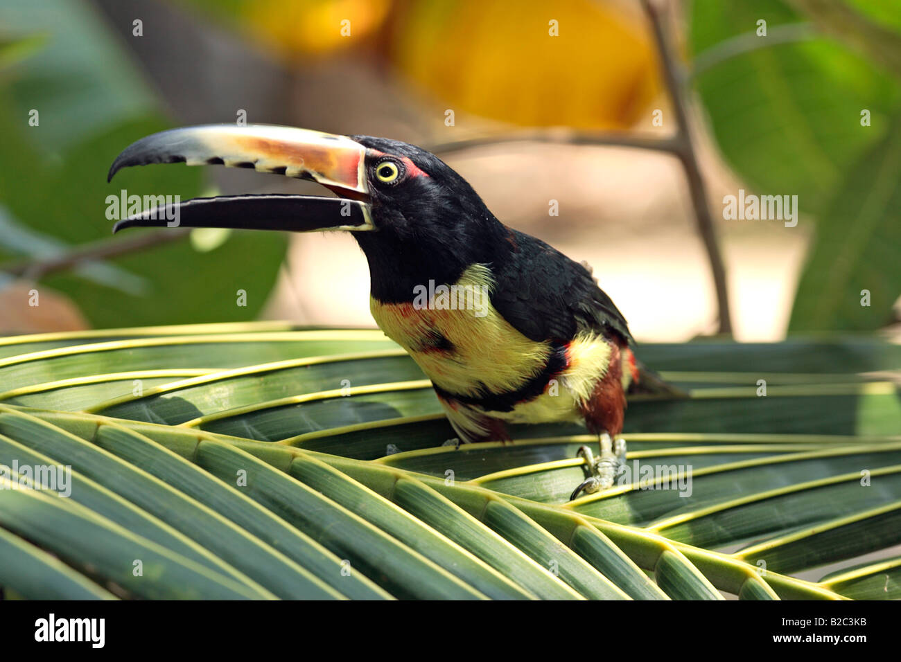 Collared Aracari (Pteroglossus Manlius), Erwachsene, auf einem Palm, Roatan, Honduras, Mittelamerika Stockfoto Collared Aracari (Pteroglossus Manlius), Erwachsene, auf einem Palm, Roatan, Honduras, Mittelamerika Stockfoto