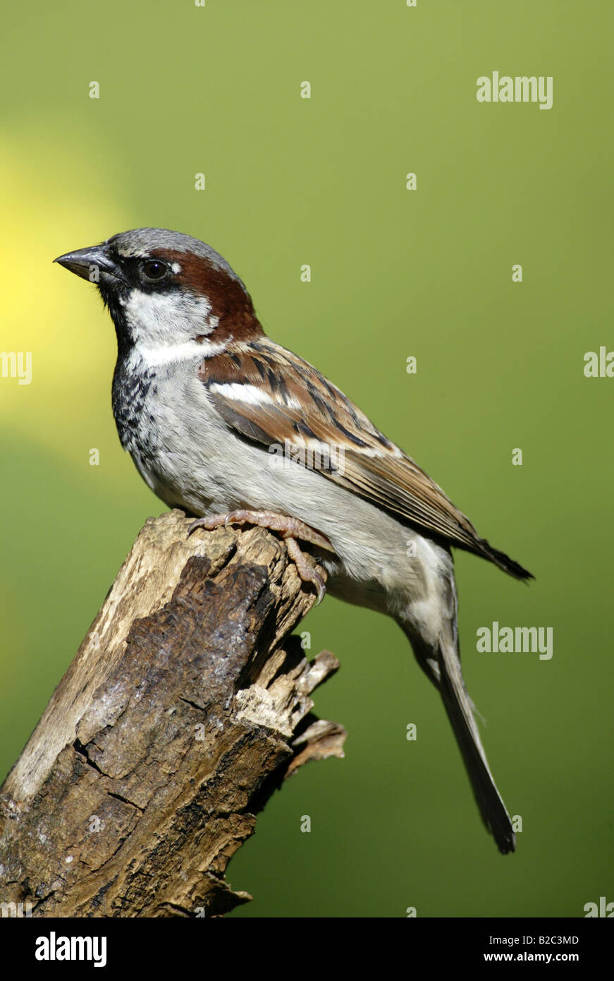 Haussperling (Passer Domesticus), Männchen, Europa Stockfoto