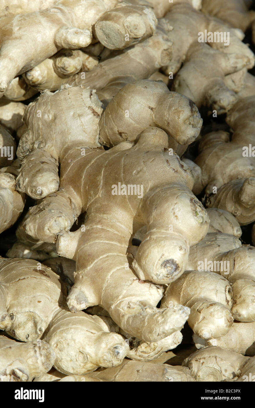 Ingwer (Zingiber Officinale), Wurzel Stockfoto