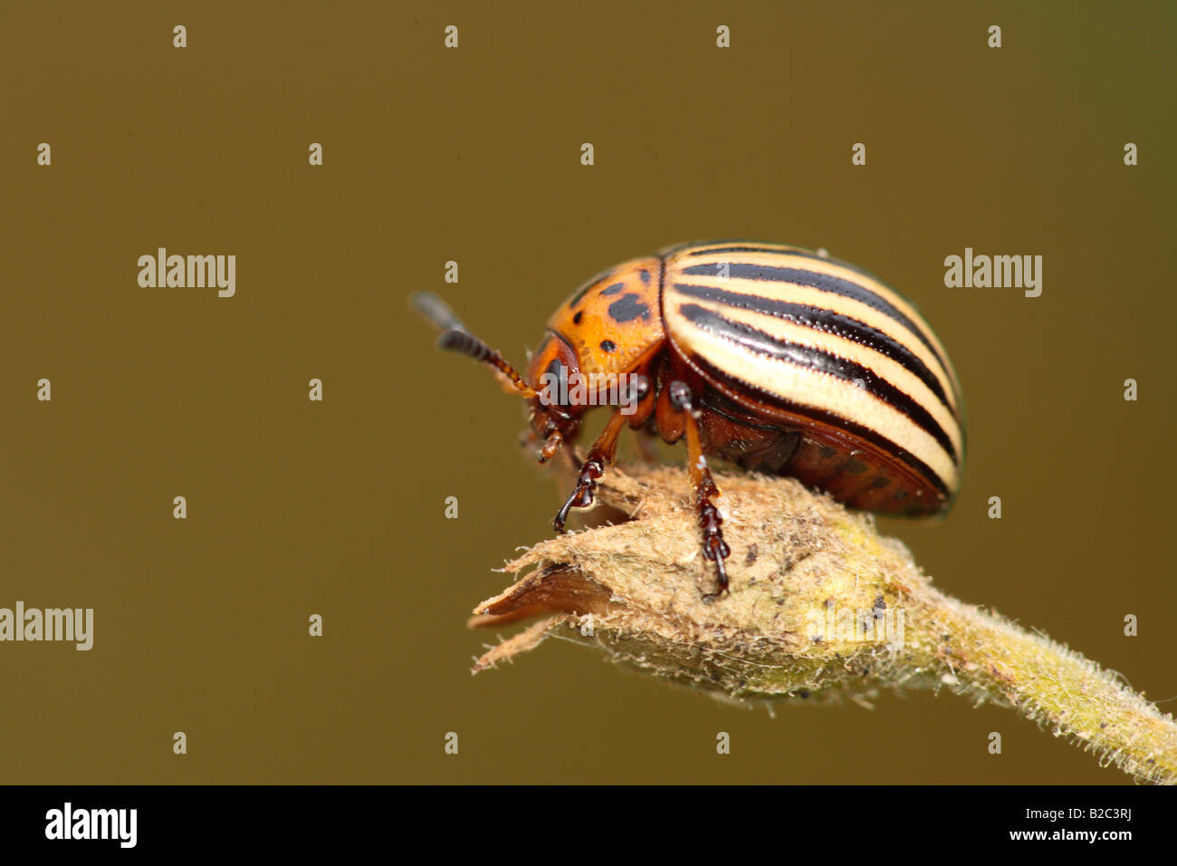 Kartoffelkäfer (Leptinotarsa Decemlineata), Imago Bühne, Ellerstadt, Rheinland-Pfalz, Deutschland, Europa Stockfoto