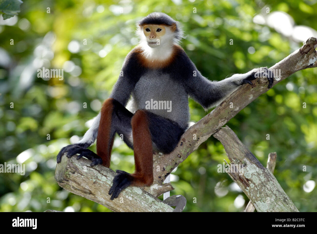 Rot-Schaft-Douc (Pygathrix Nemaeus), Erwachsene, ursprünglich aus Asien Stockfoto