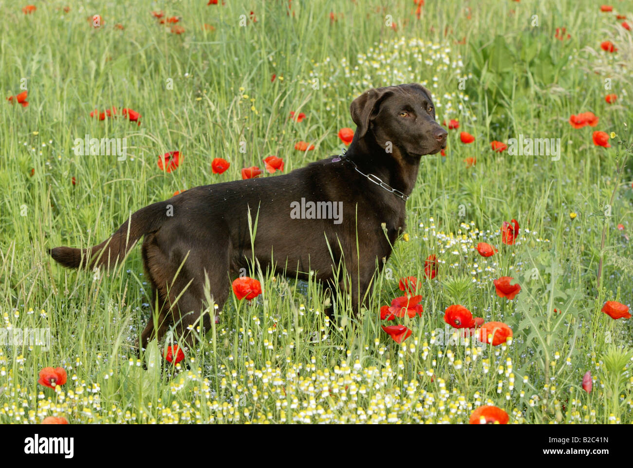 Labrador, Kurzhaar-Typ auf einer Wiese Stockfoto