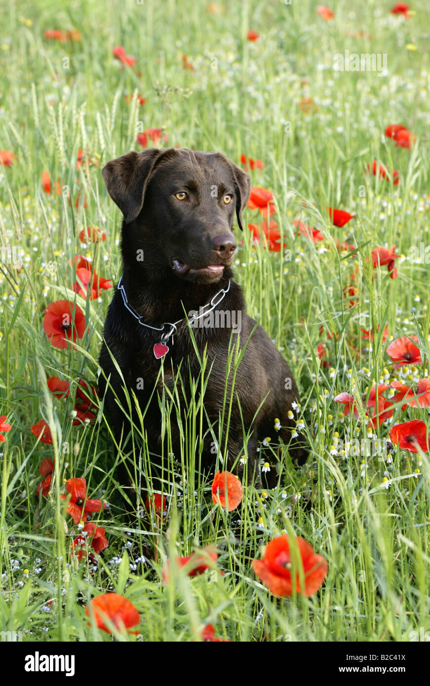 Labrador, kurzhaarige Typ, Portrait auf einer Wiese Stockfoto
