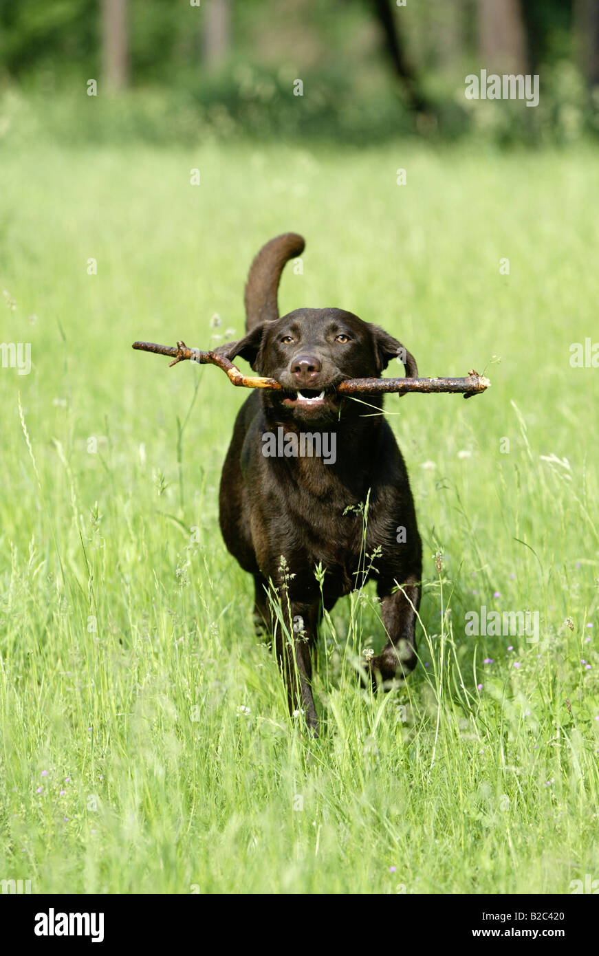 Labrador, kurzhaarige Typ läuft mit einem Stock auf einer Wiese Stockfoto