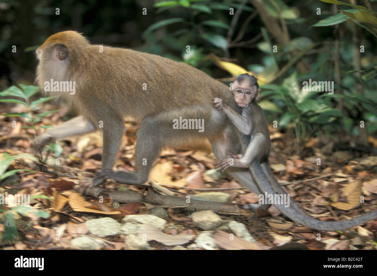 Lange Tailed oder Krabben essen Makaken (Macaca Fascicularis), Erwachsene, Frau, mit einem Jungtier, Singapur, Asien Stockfoto