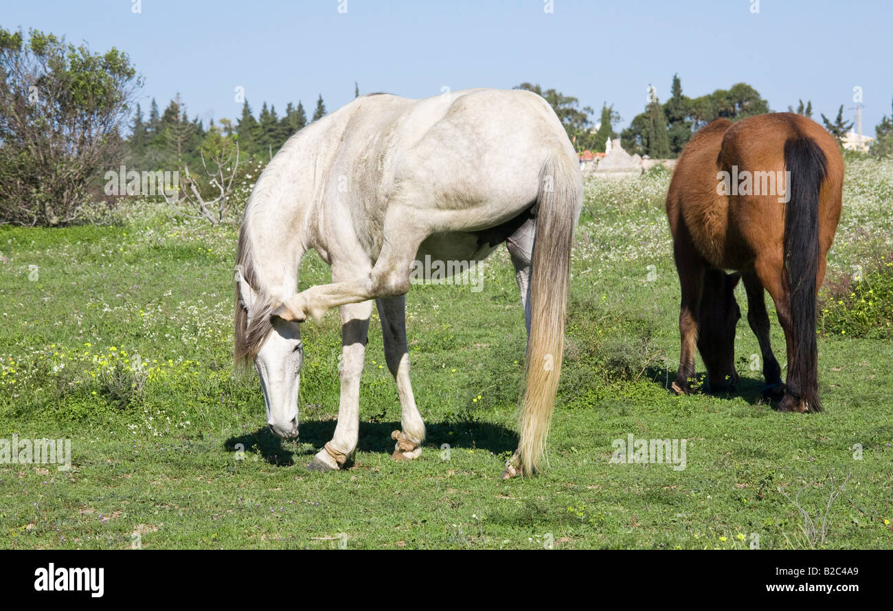 Weißes Pferd in einem grünen Feld kratzt es ist Kopf mit hinteren Huf ist es Stockfotografie Alamy Weißes Pferd in einem grünen Feld kratzt es ist Kopf mit hinteren Huf ist es Stockfotografie Alamy