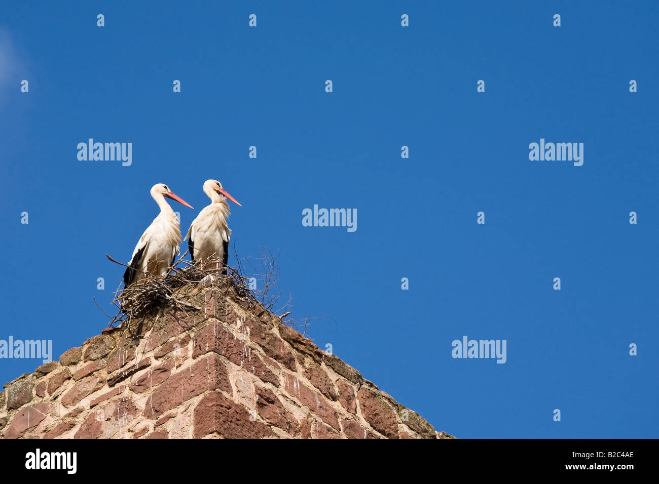 Zwei Störche (Ciconia) hocken auf ihrem Nest an der historischen Stadtmauer, Silves, Portugal Stockfoto