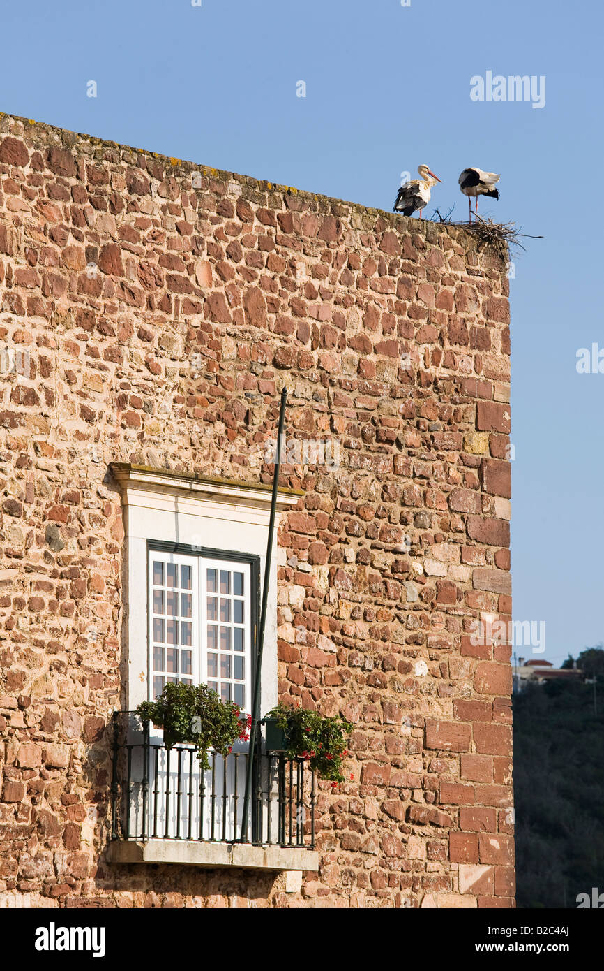 Zwei Störche (Ciconia) hocken auf ihrem Nest an der historischen Stadtmauer, Silves, Portugal Stockfoto