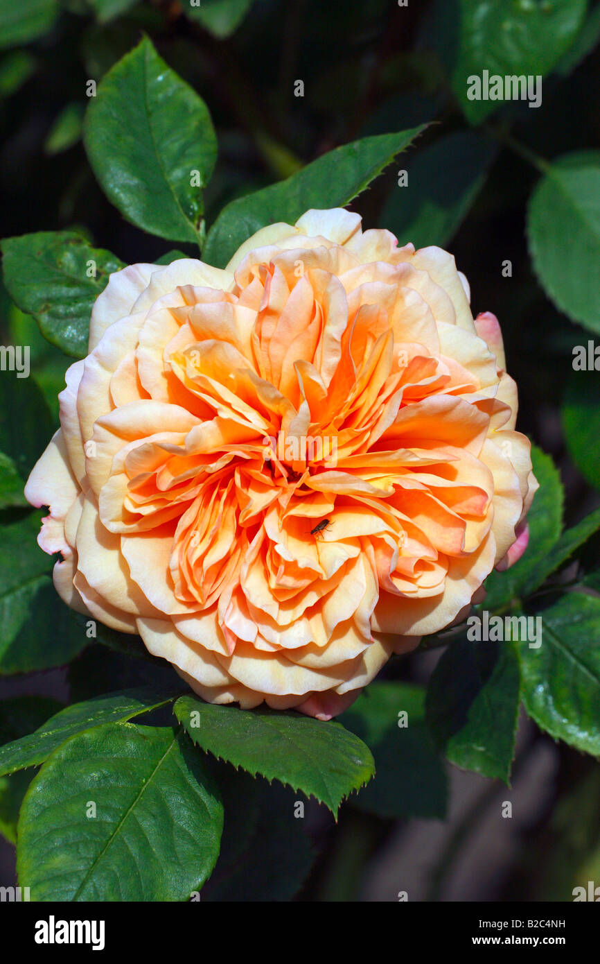 Einer englischen Rose, Leander Sorte (Rosa Leander), duftende rose Stockfoto