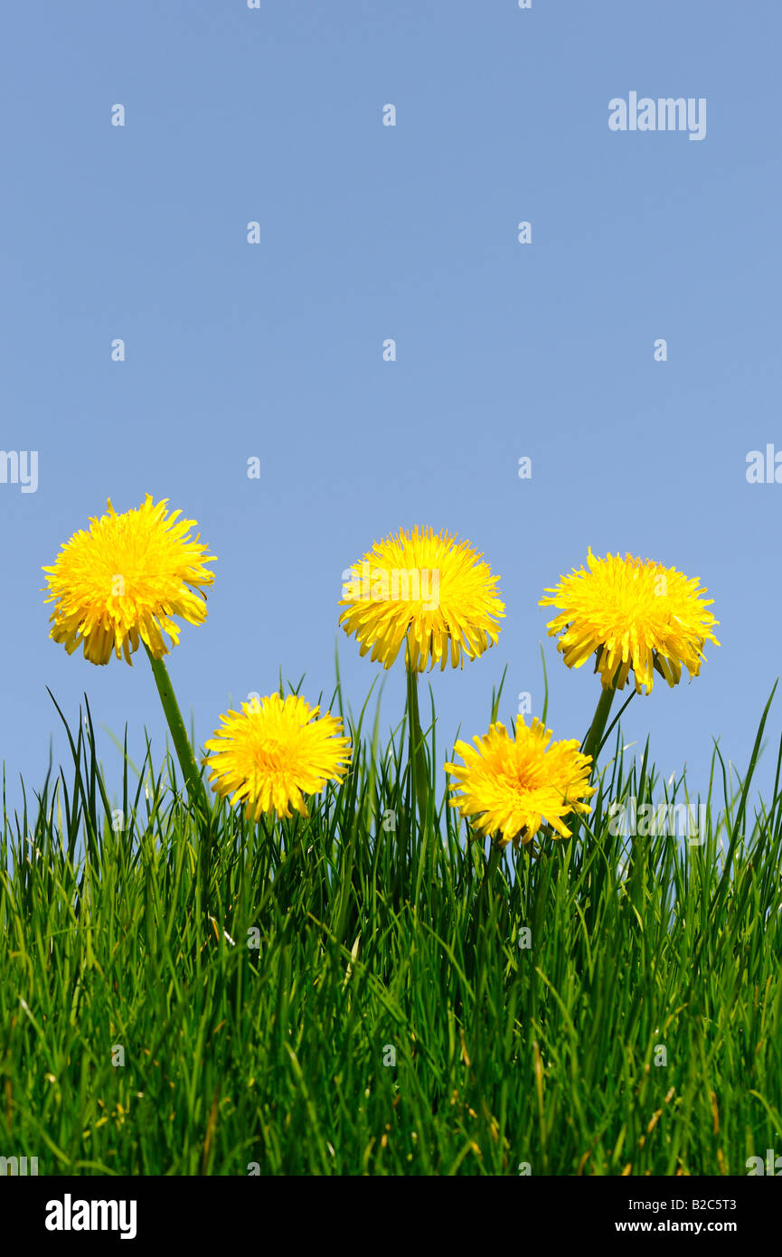 Löwenzahn (Taraxacum Officinale) auf einer Wiese Stockfoto