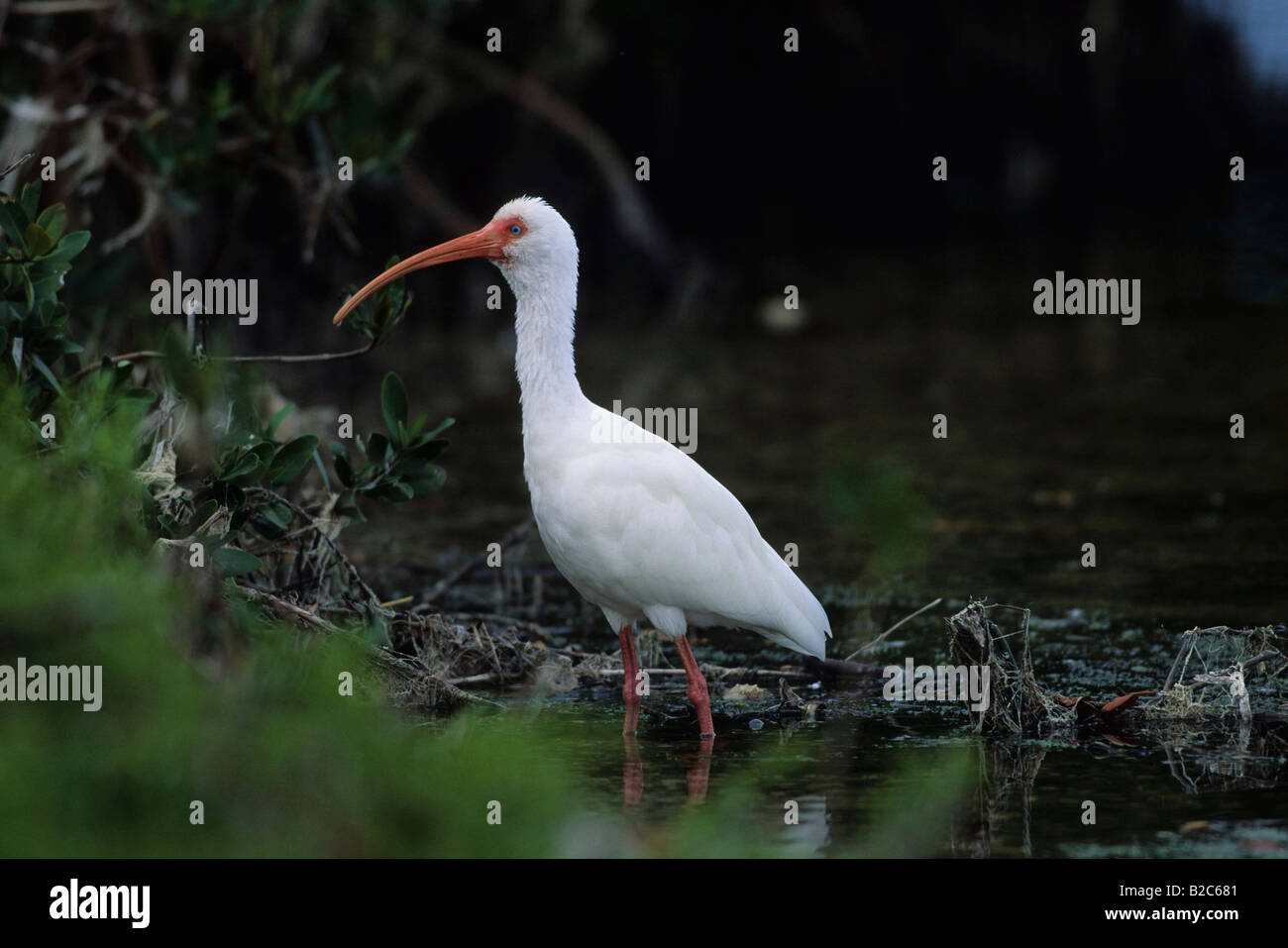 American White Ibis (Eudocimus Albus), Florida, USA Stockfoto