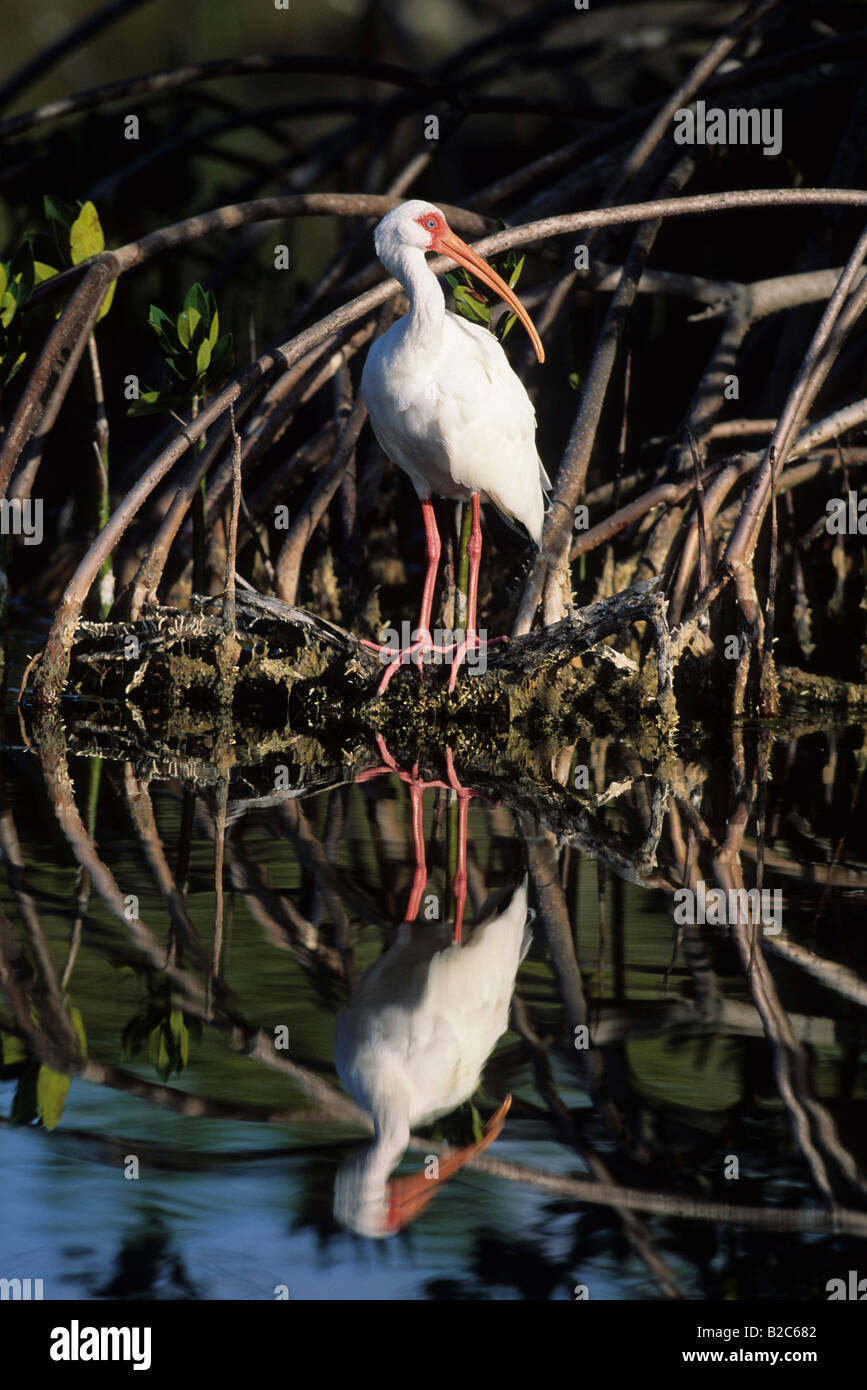 American White Ibis (Eudocimus Albus) in einer Mangrove, Florida, USA Stockfoto