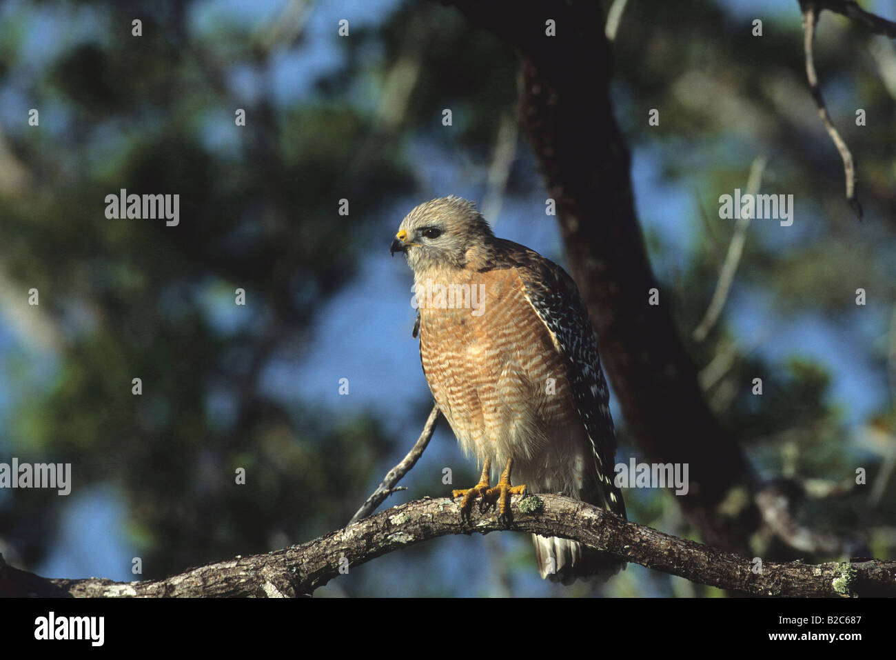 Rot-geschultert Habicht, (Buteo Lineatus), Florida, USA Stockfoto