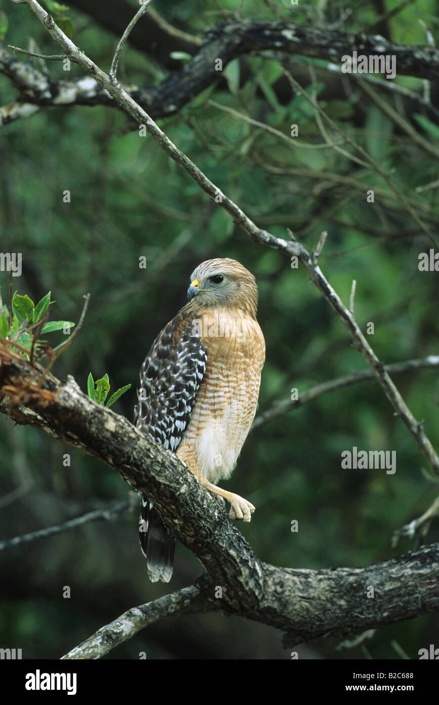 Rot-geschultert Habicht, (Buteo Lineatus), Florida, USA Stockfoto