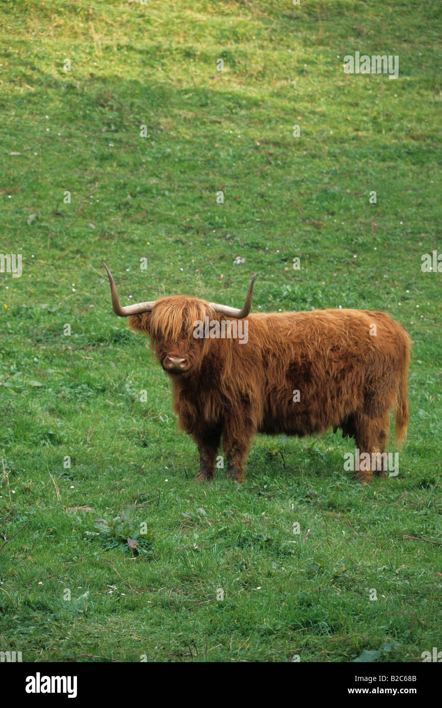 Schottische Rinder (Bos Primigenius) Stockfoto