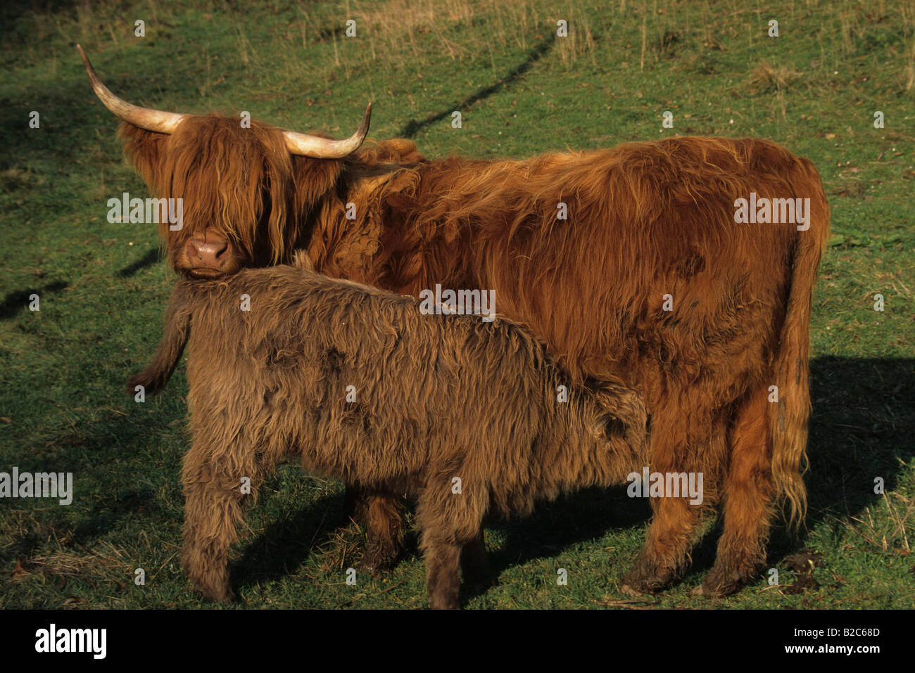 Schottische Rinder (Bos Primigenius), Kuh-Fütterung Kalb Stockfoto