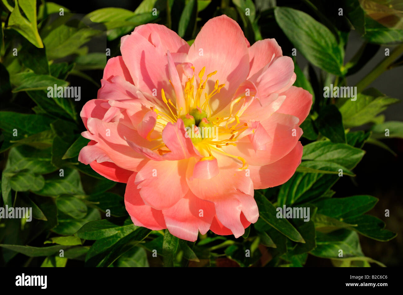 Pfingstrose oder Paeony (Paeonia Spec.) Stockfoto