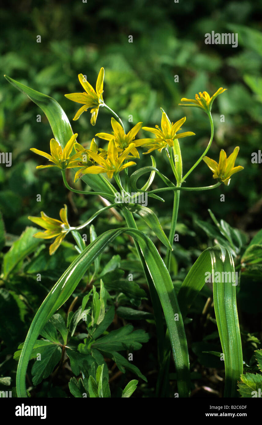 Gelbe Star-of-Bethlehem (Gagea Lutea), Liliaceae Familie Stockfoto