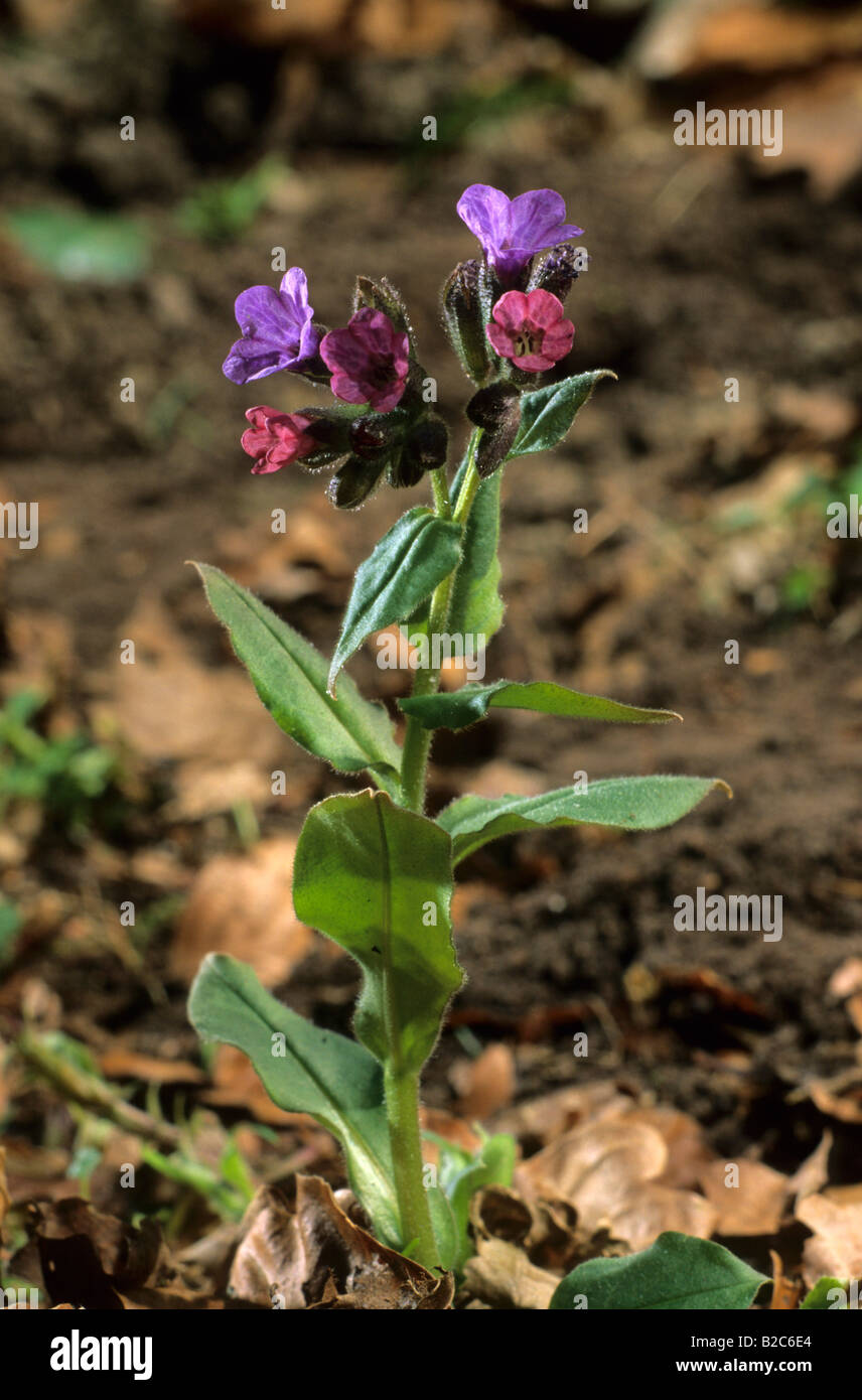 Lungenkraut (Pulmonaria Officinalis), Boraginaceae Familie Stockfoto