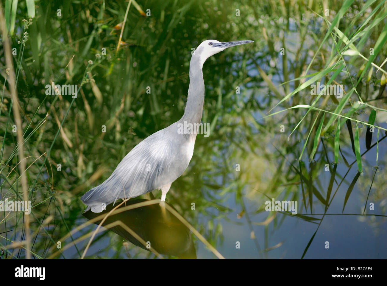 White-Faced Heron (Egretta Novaehollandiae), Desert Park, Alice Springs, Northern Territory, Australien Stockfoto