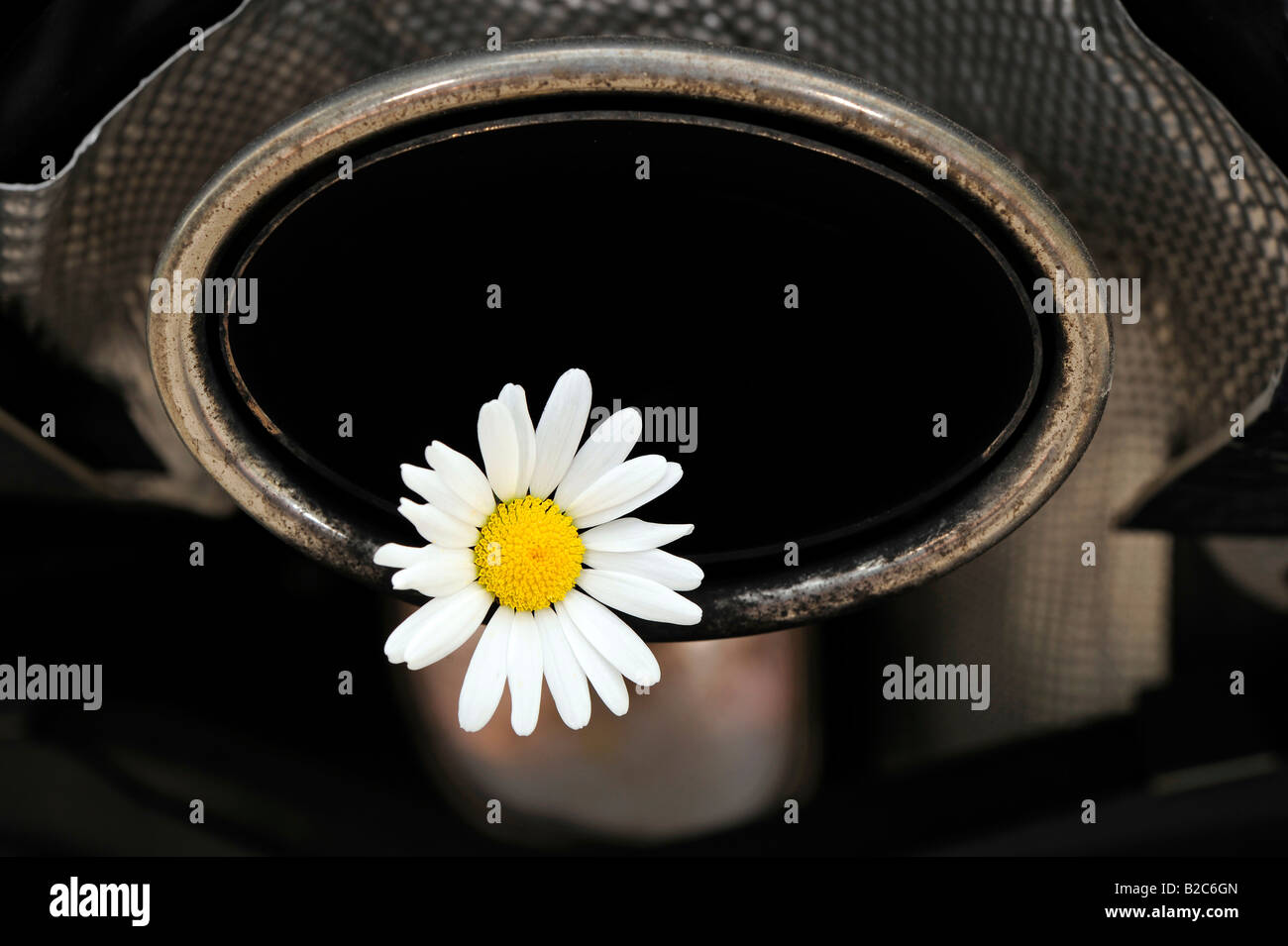Margerite (Leucanthemum Vulgaris) in einem Auspuff, die Umweltbelastung durch CO2 und Ruß Stockfoto