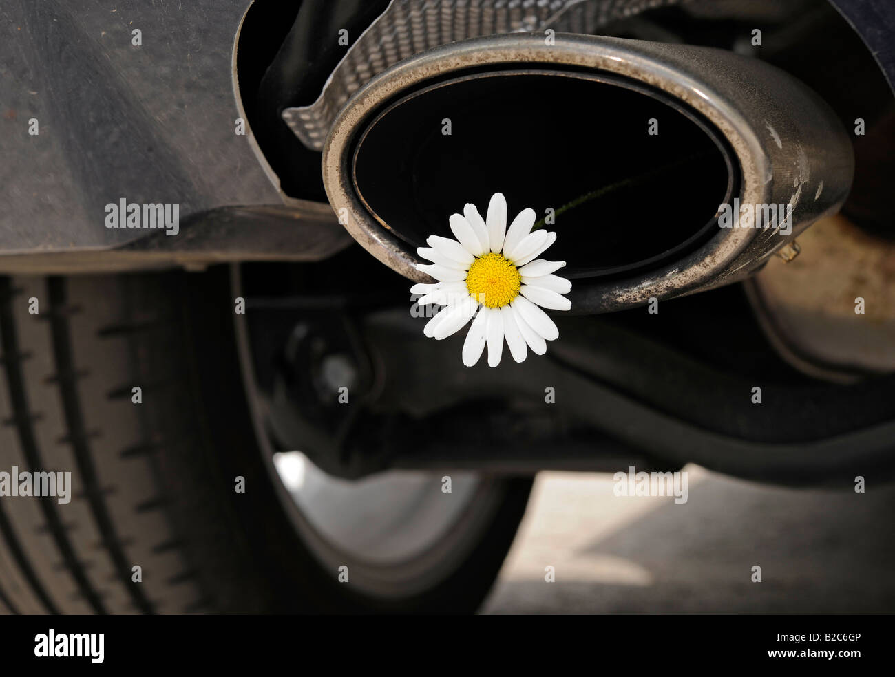 Margerite (Leucanthemum Vulgaris) in einem Auspuff, die Umweltbelastung durch CO2 und Ruß Stockfoto