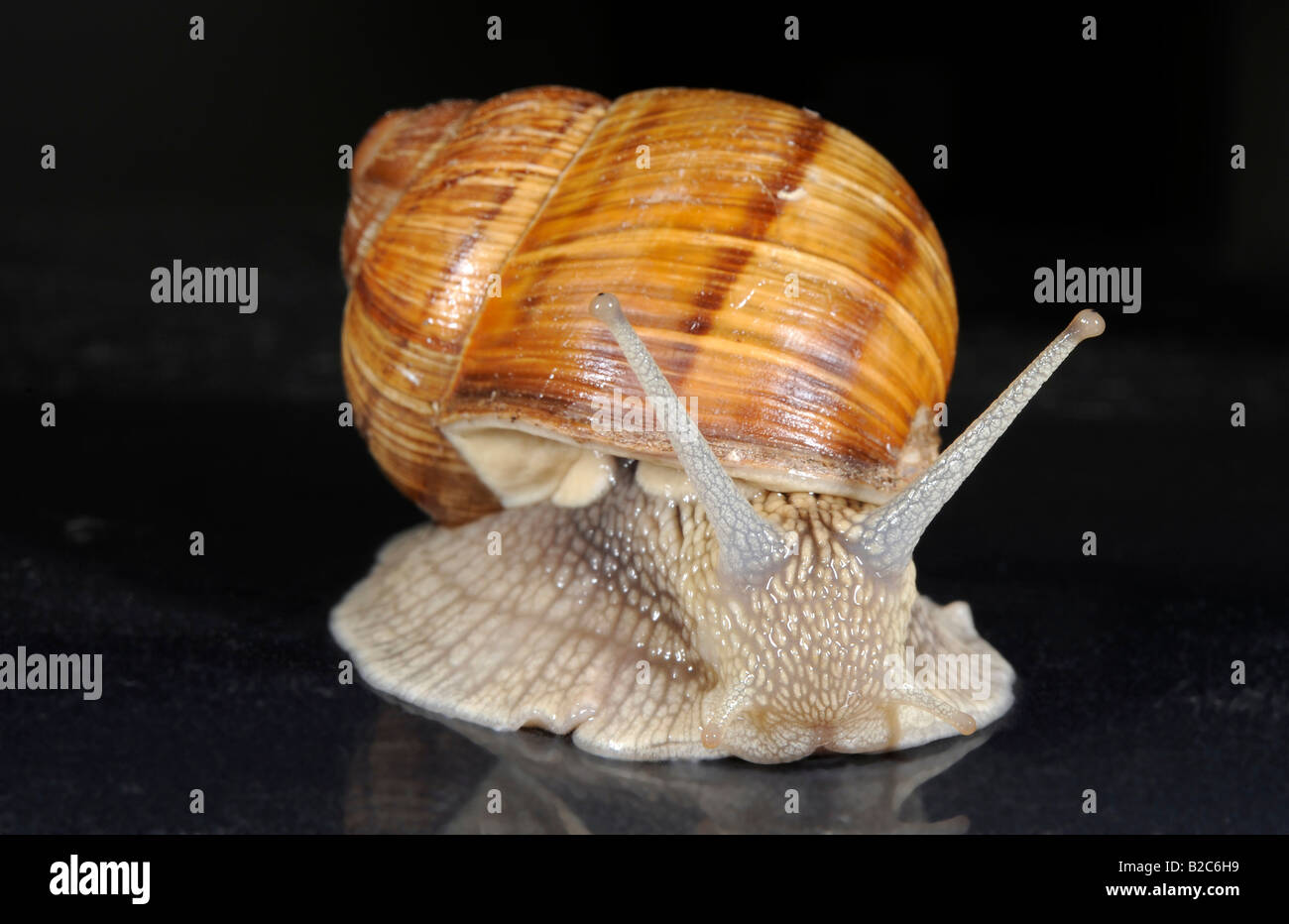 Burgund, Roman oder essbare Schnecke (Helix Pomatia) Stockfoto