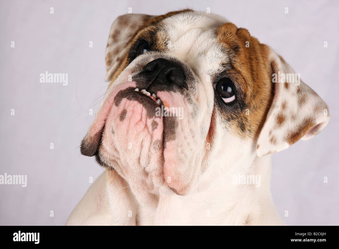 Englische Bulldogge Stockfoto