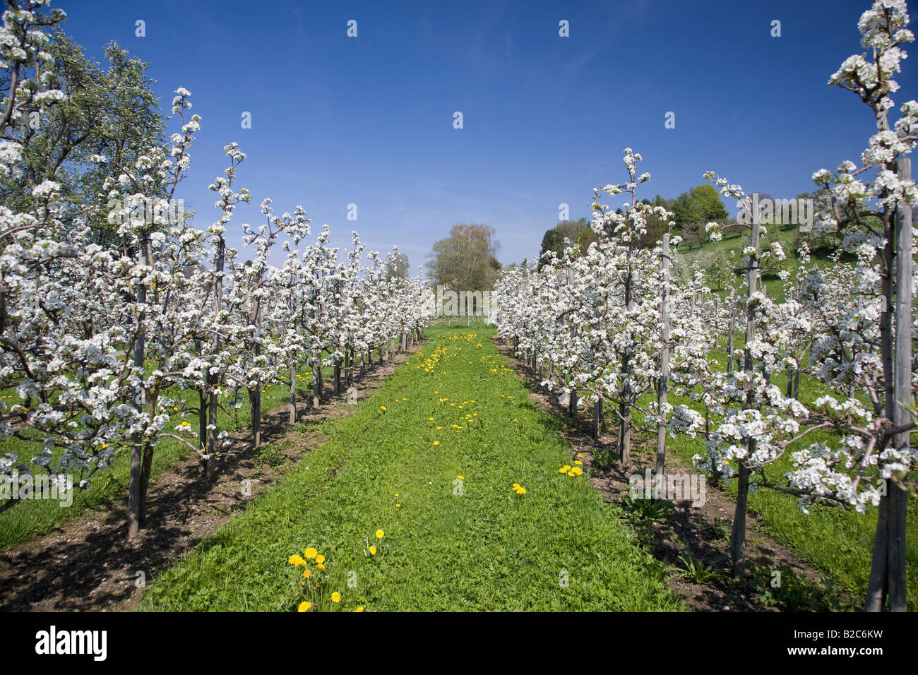 ObstBaumschnitt, Obstbäume in voller Blüte, Lindau bin Bodensee