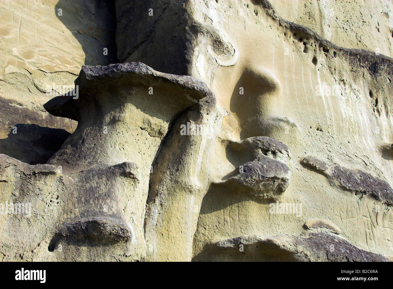 Detail eines Molasse-Felsen aus dem Ueberlinger steilen Bank Landschaft, Bodenseekreis, Baden-Württemberg, Deutschland, Europa Stockfoto