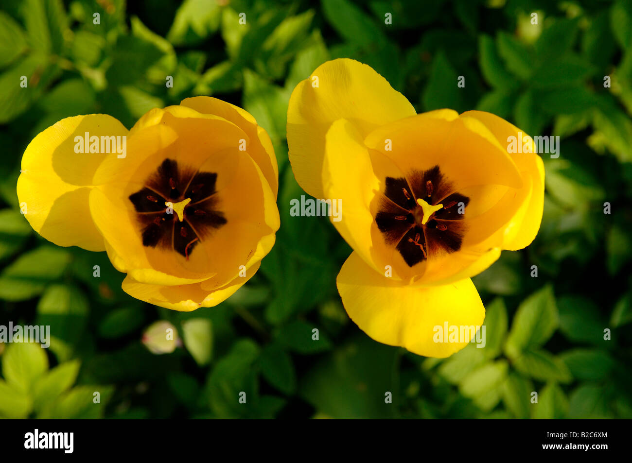 Gelbe Tulpen (Tulipa), Eckental, Middle Franconia, Bayern, Deutschland, Europa Stockfoto
