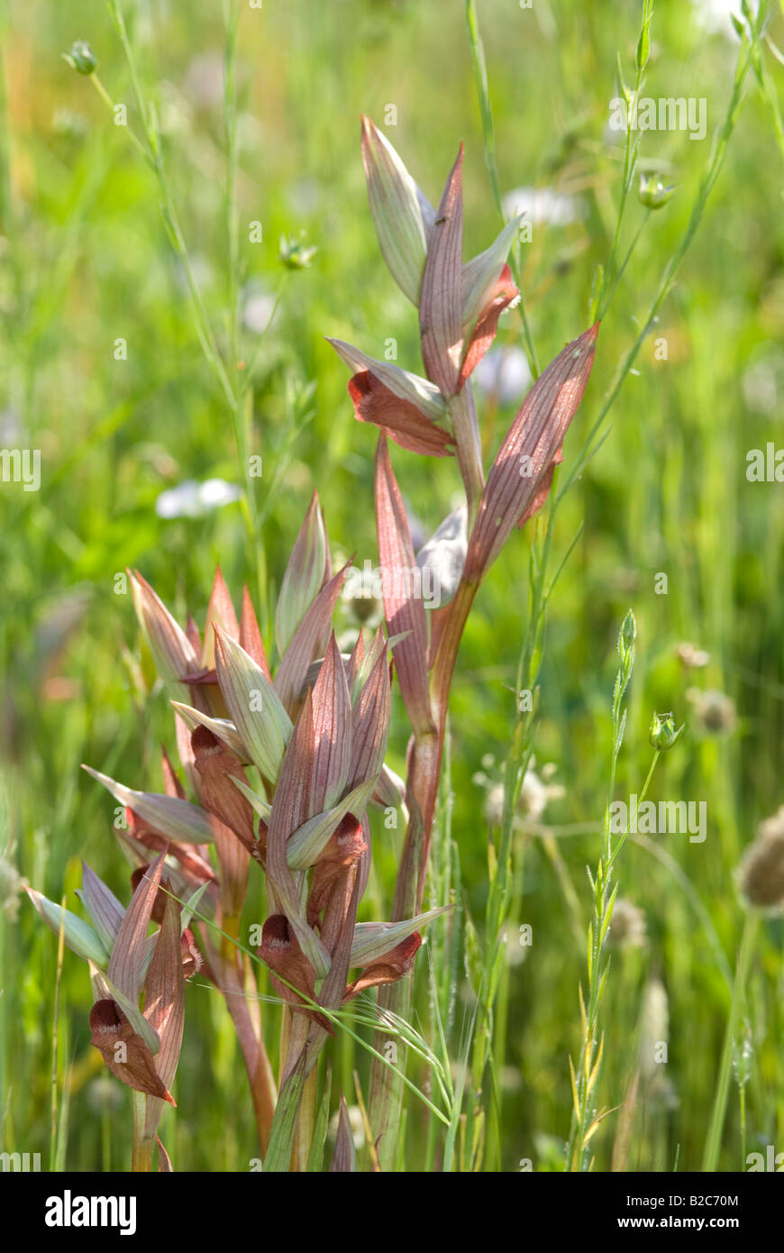 Lange Lippen Zunge Orchidee oder Long-Lippen Zunge-Orchidee (Serapias Vomeracea), Frejus, Var, Frankreich, Europa Stockfoto