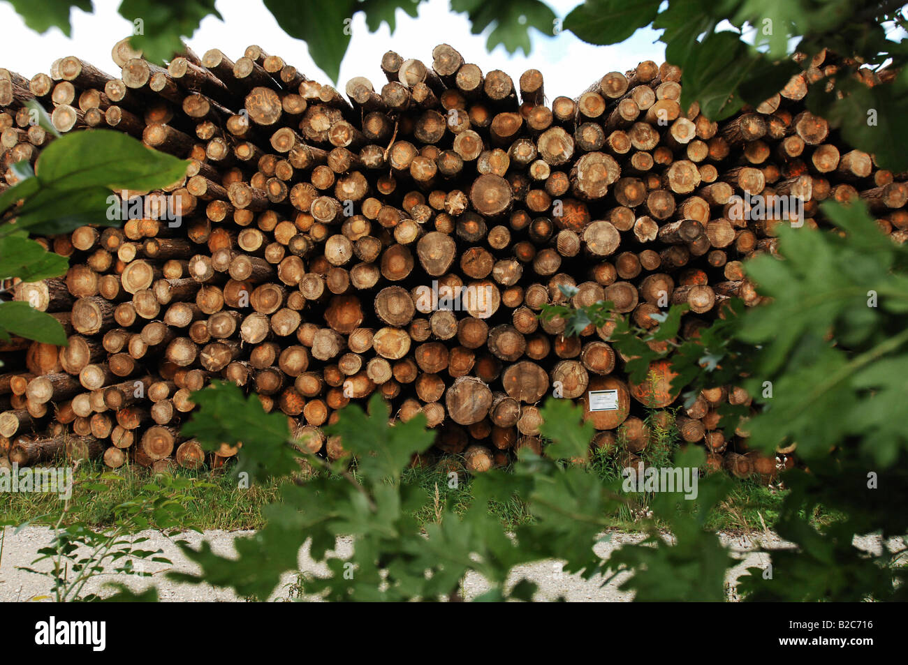 Gestapelte Holz eingerahmt von Blättern Stockfoto